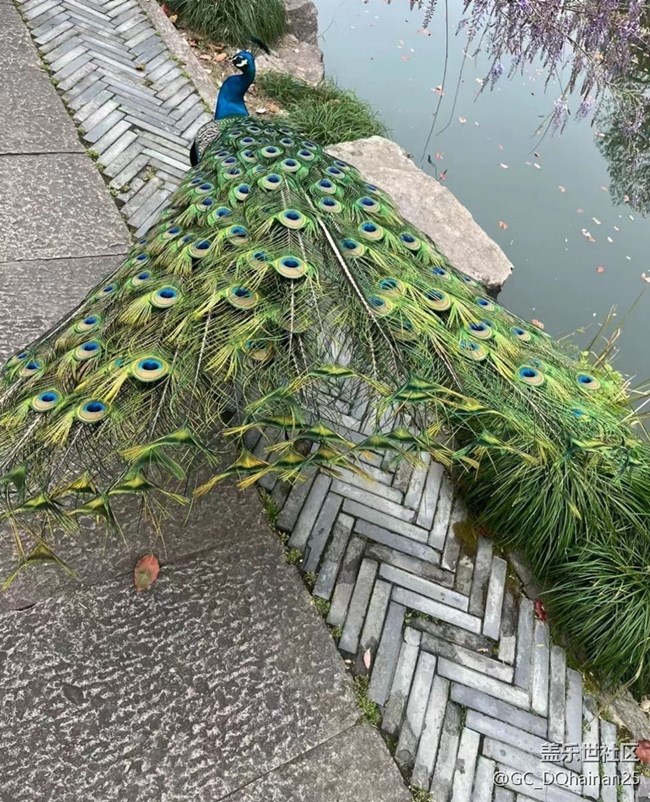 【2025你好】孔雀开屏