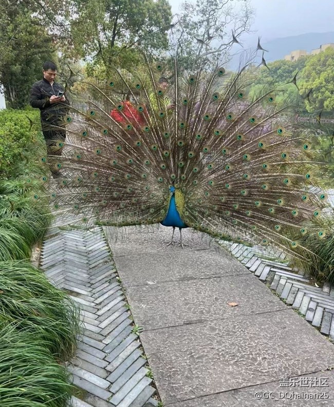 【2025你好】孔雀开屏