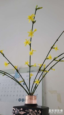 迎春花开