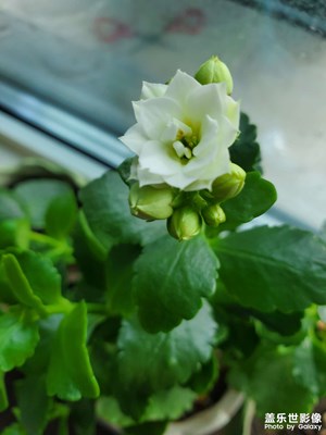长寿花