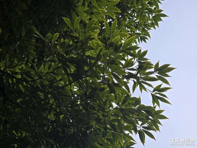 【新年好】+冬天的树叶