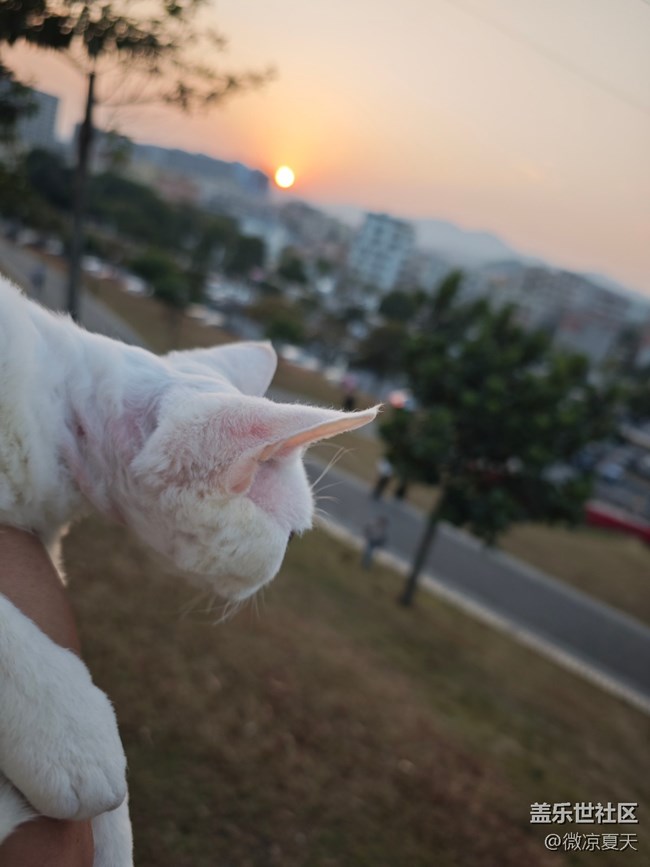 【活动回顾】猫猫勇闯陌上花
