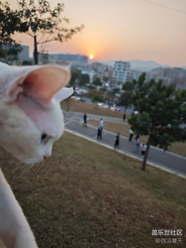 【活动回顾】猫猫勇闯陌上花