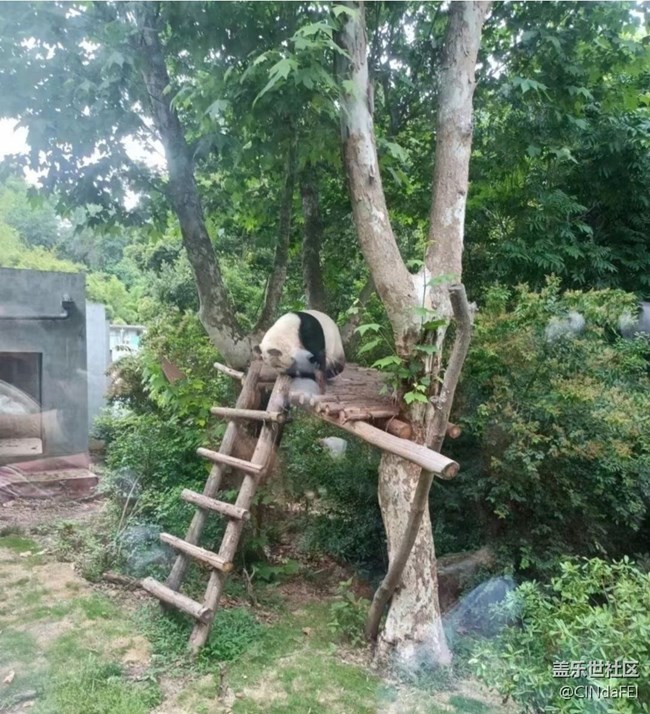 【2024难忘旅行】看熊猫