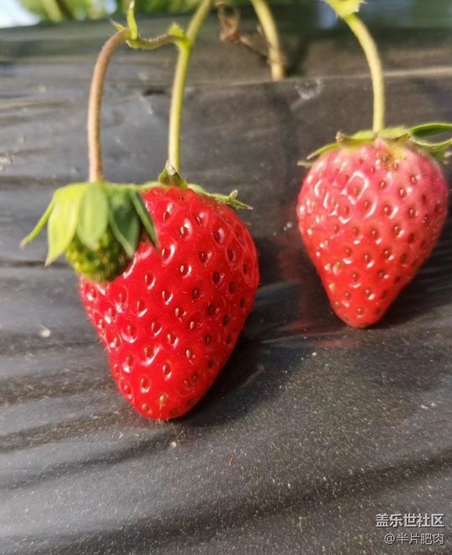 【2025你好】草莓季