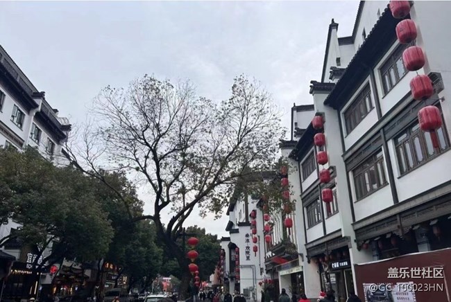 【2025你好】冬日梧桐