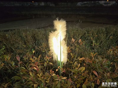 【冬日即景】+冬日随拍