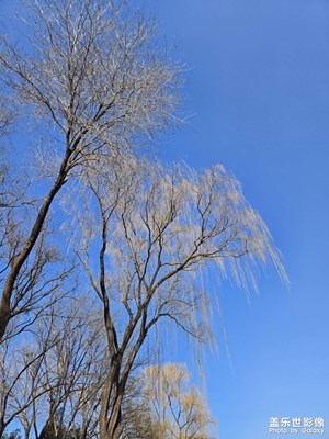 【冬日即景】+镜头里的蓝天