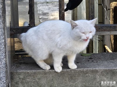 【冬日即景】+白色猫咪