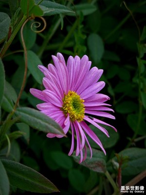 小花