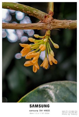 冬日桂花