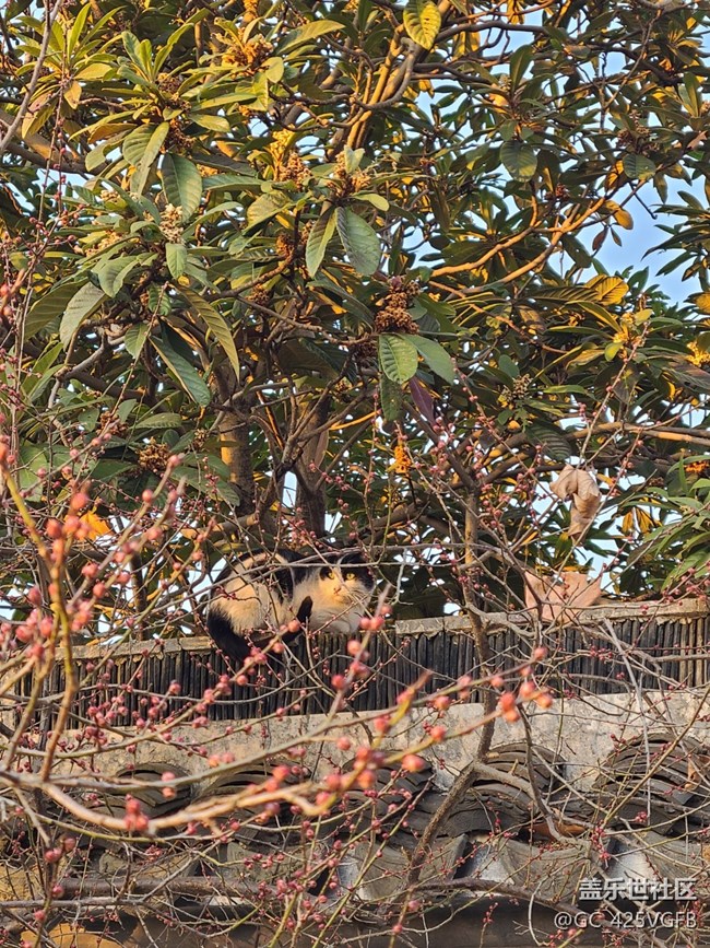 【冬日静谧】静谧小院