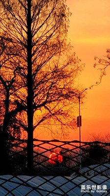 夕阳红