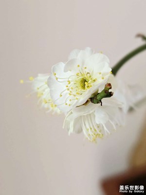 梅花