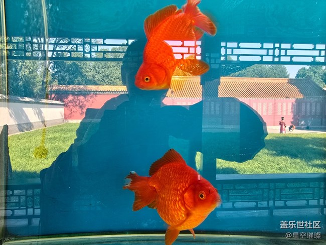 【新年到】年年有余