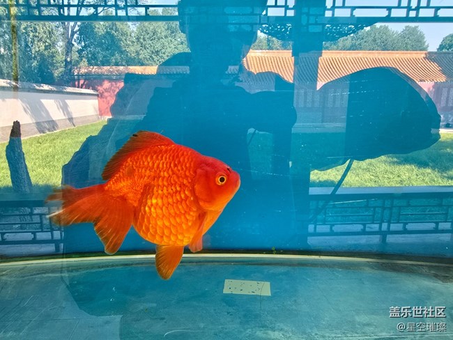 【新年到】年年有余