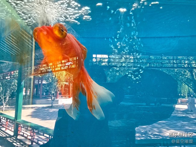 【新年到】年年有余