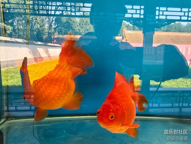 【新年到】年年有余