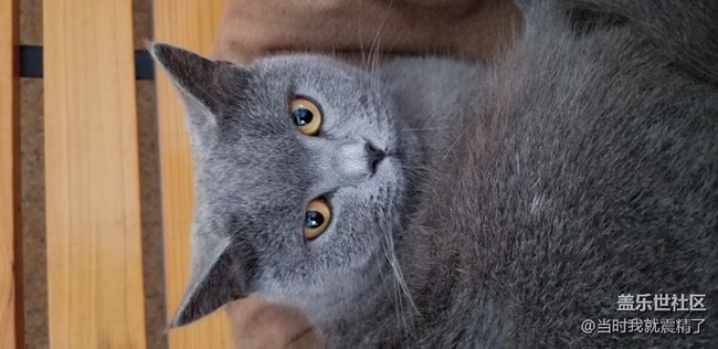 小猫咪，你瞅啥~
