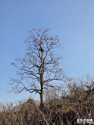 【回家路上】村口的那棵柿子树