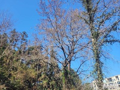 【金蛇转好运】回村过年