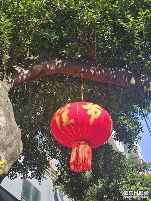 【金蛇转好运】红灯笼