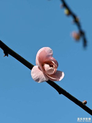 踏春
