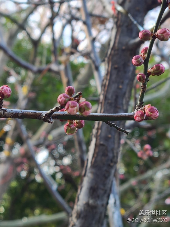 【我家乡的春节】春节祈福