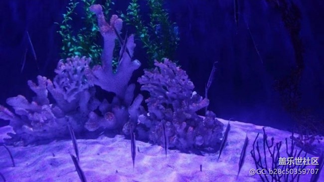 【春节行迹】海洋馆走走