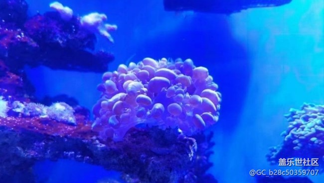 【春节行迹】海洋馆走走