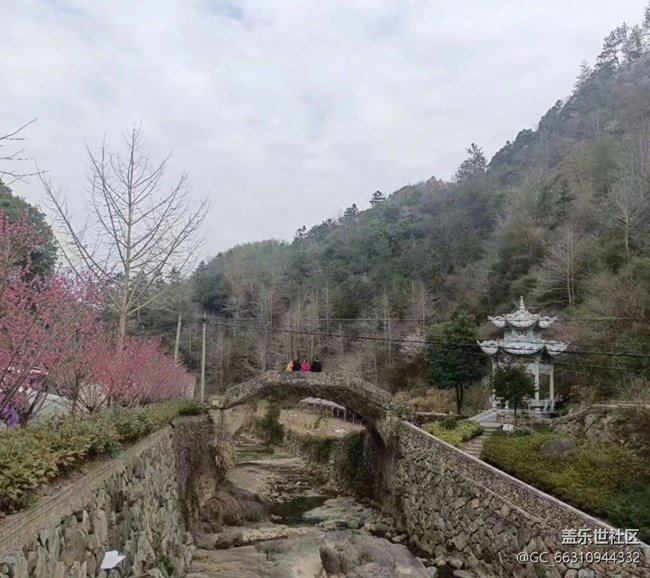 【春节行迹】看香榧树