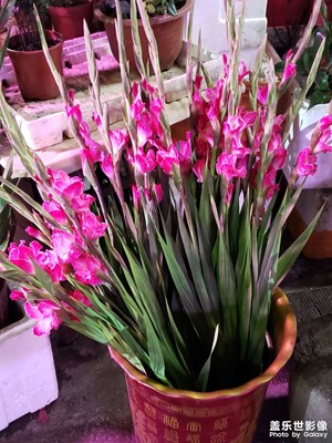 【金蛇转好运】+夜市花摊，邂逅浪漫