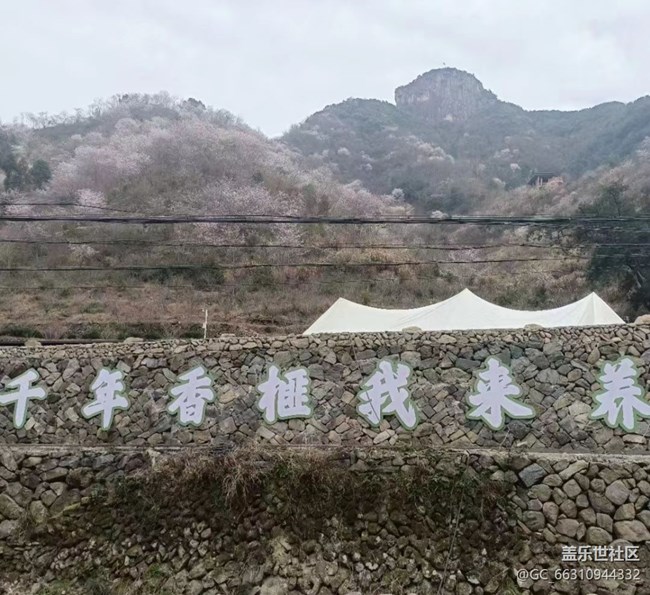 【春节行迹】看香榧树