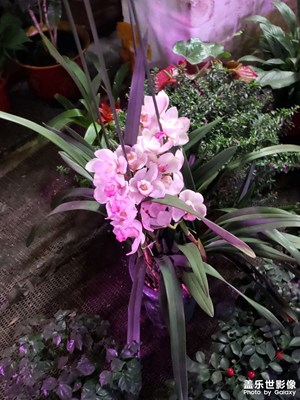 【金蛇转好运】+邂逅花之世界，沉醉美好时光