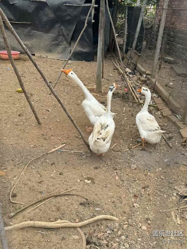 【开年大吉】+农家小院的生机