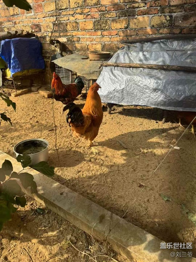 【开年大吉】+农家小院的生机