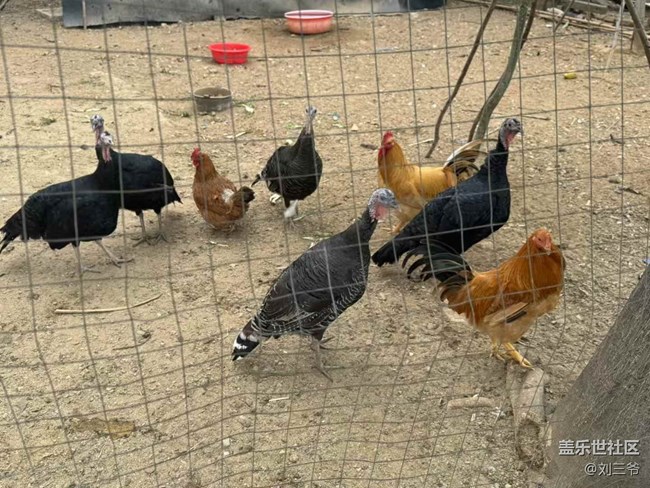 【开年大吉】+农家小院的生机