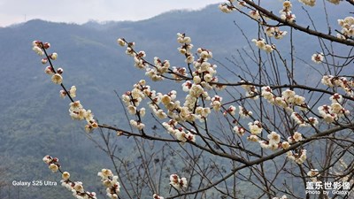 大坪花开