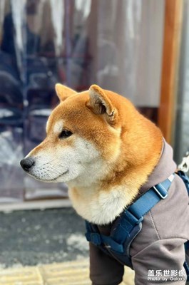 【金蛇转好运】+藏在生活里的浪漫