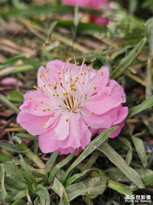 【灯影情长】繁花似锦