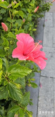 [金蛇转好运 】+春日赏花
