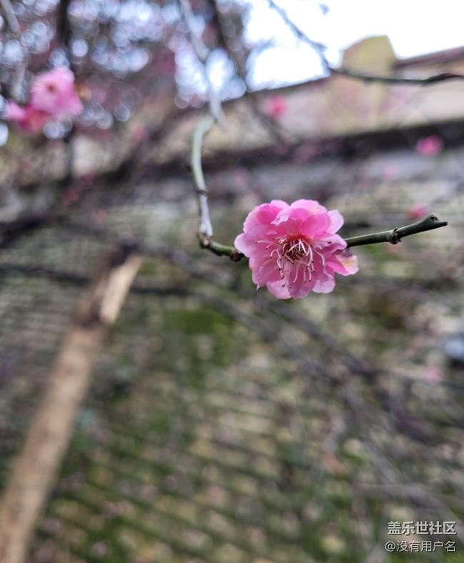 【Note手机里的初春】春暖花开