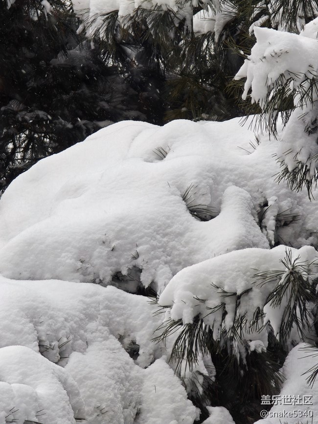 【相册里的年味】+下大……大雪啦