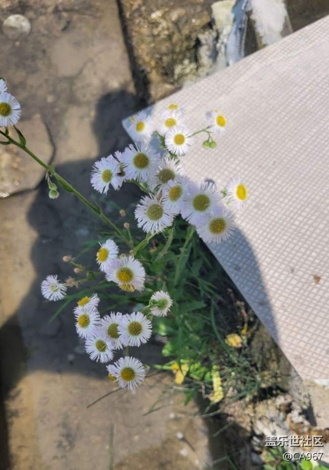 【Note手机里的初春】自然风光