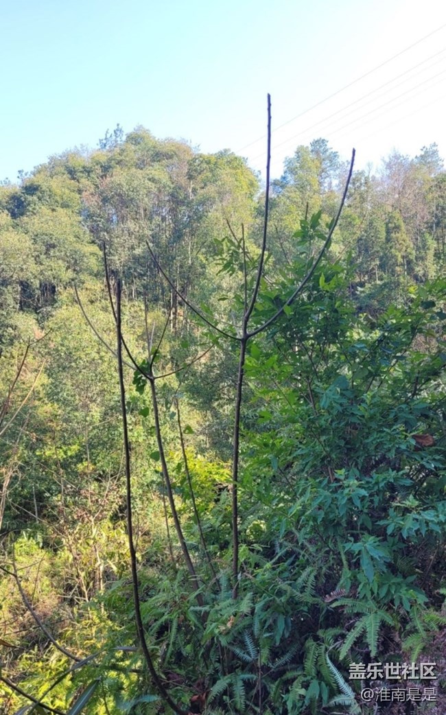 【Note手机里的初春】青山
