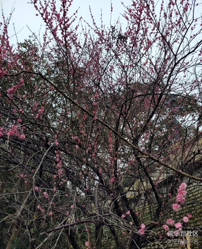 【Note手机里的初春】春暖花开