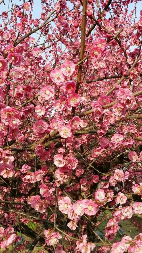 春天来了，花很不错。。。