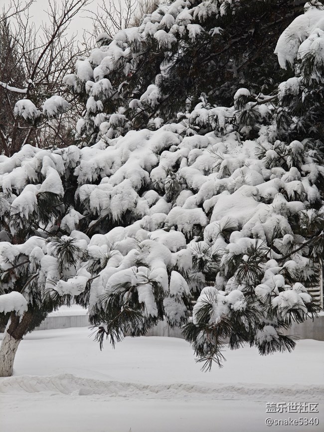 【相册里的年味】+下大……大雪啦
