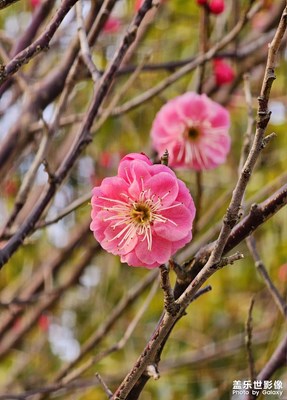 【早春映像】+梅花开