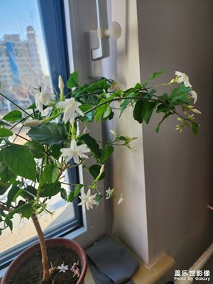 【早春映像】+春日暖阳
